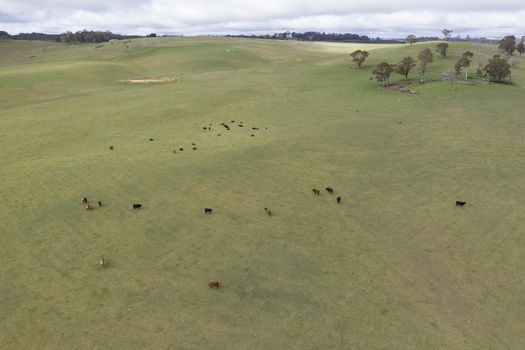 Cows in a grassy green field in the Australian outback