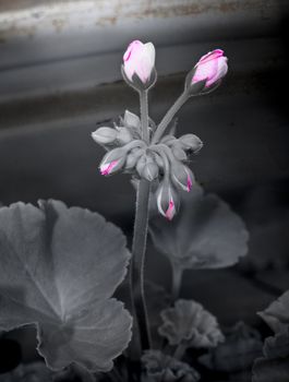 Pink flower buds about to blossom on a long stem with leaves.