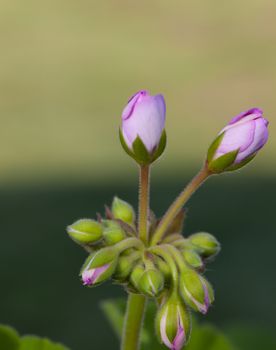 Pink flower buds about to blossom on a long stem with leaves.