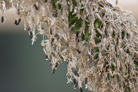 Rain drops on a large seed pod from an Agave plant in the sunshine