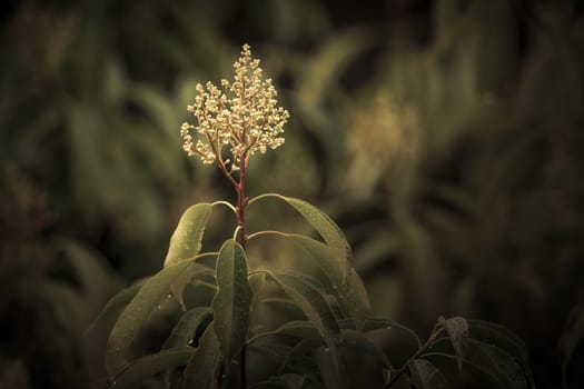 Rain drops on a plant with green leaves in a domestic garden in the sunshine