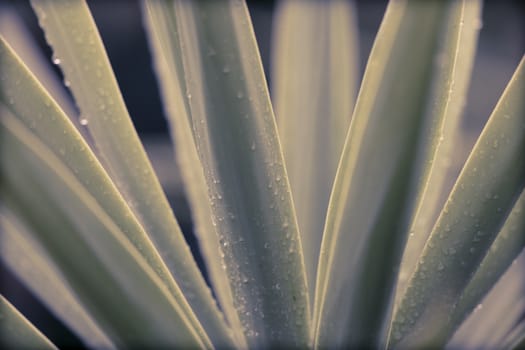 Rain drops on a Yucca plant in a domestic garden in regional Australia