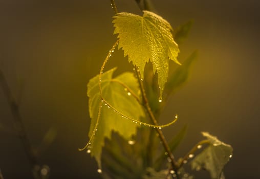 Rain drops on an ornamental grape vine in a domestic garden in regional Australia