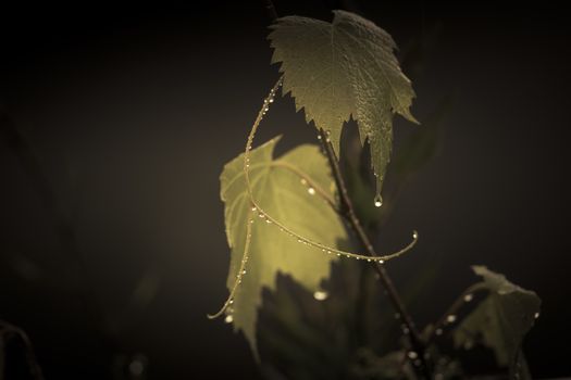 Rain drops on an ornamental grape vine in a domestic garden in regional Australia