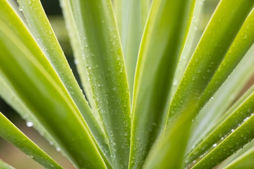 Rain drops on a Yucca plant in a domestic garden in regional Australia