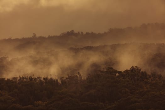 Rain mist and low cloud over gum trees in a valley in rural New South Wales in Australia.