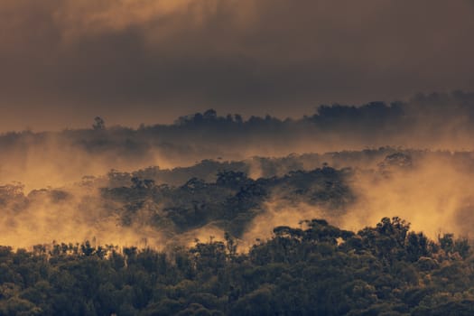 Rain mist and low cloud over gum trees in a valley in rural New South Wales in Australia.