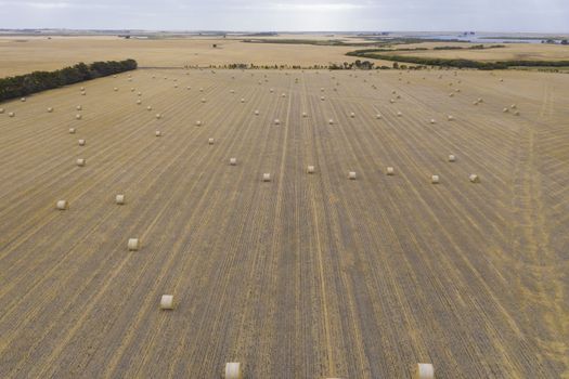 Rolled hay bales in a dry agricultural field