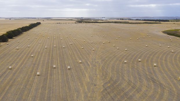 Rolled hay bales in a dry agricultural field