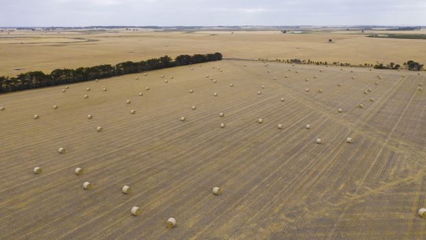 Rolled hay bales in a dry agricultural field