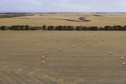 Rolled hay bales in a dry agricultural field