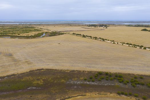 Rolled hay bales in a dry agricultural field