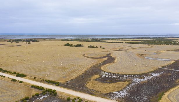 Rolled hay bales in a dry agricultural field