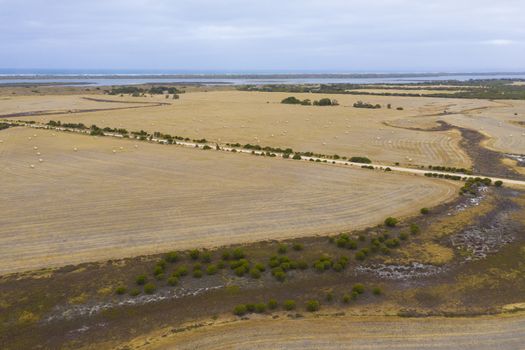 Rolled hay bales in a dry agricultural field