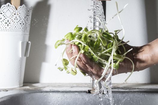 sunflower sprouts  on male hand cleaning with falling water