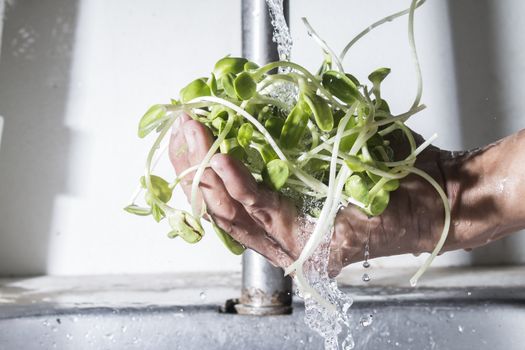 sunflower sprouts  on male hand cleaning with falling water
