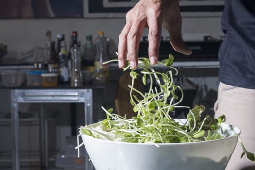 Fresh sunflower sprouts  with male hand