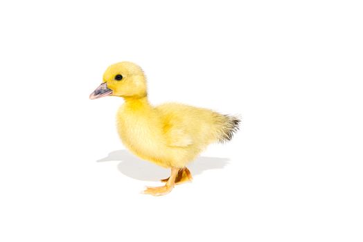 NewBorn little Cute yellow duckling isolated on white