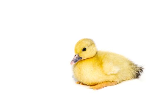 NewBorn little Cute yellow duckling isolated on white