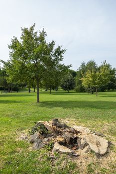 the trunk of a cut tree in the Moretti park in Udine