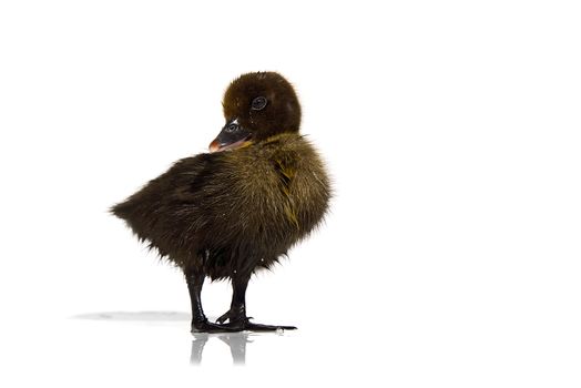 NewBorn little Cute brown or black duckling isolated on white