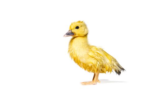 NewBorn little Cute yellow wet duckling isolated on white