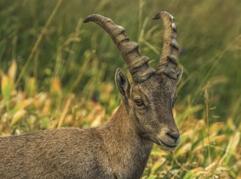 Male wild alpine ibex, capra ibex, or steinbock walking in Alps mountain, France