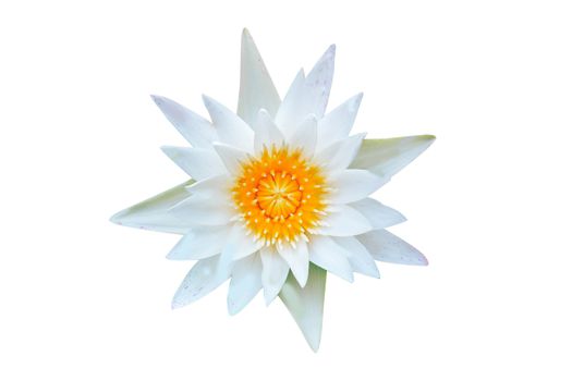 Closeup white lotus flower plant isolated on white background