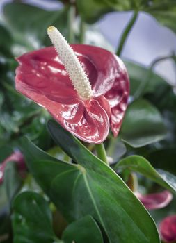 Bright red beautiful flower of the indoor plant Anthurium among green leaves. Front view, close-up.