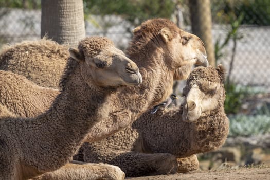Three brown camels and a bird sitting on ground side by side
