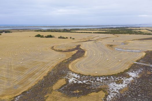 Rolled hay bales in a dry agricultural field