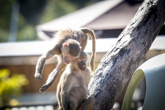 Two adolescent Hamadryas Baboons on a tree branch