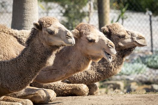 Three brown camels sitting on ground side by side