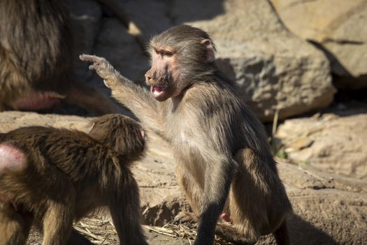 Two adolescent Hamadryas Baboons playfully fighting