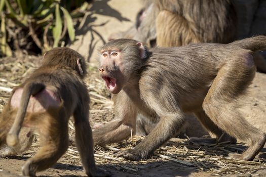 Two adolescent Hamadryas Baboons playfully fighting