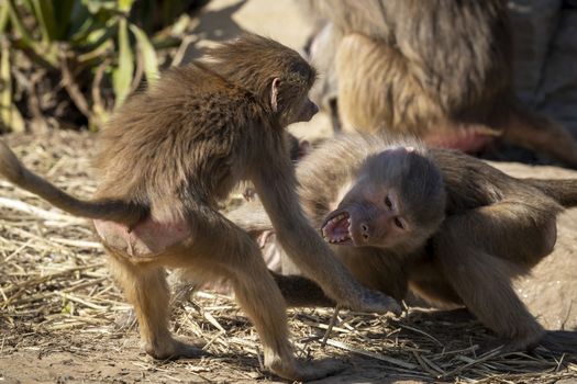 Two adolescent Hamadryas Baboons playfully fighting