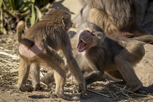 Two adolescent Hamadryas Baboons playfully fighting