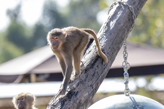 Two adolescent Hamadryas Baboons on a tree branch