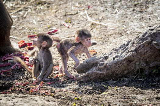 Two baby Hamadryas Baboons playing outside in the sunshine