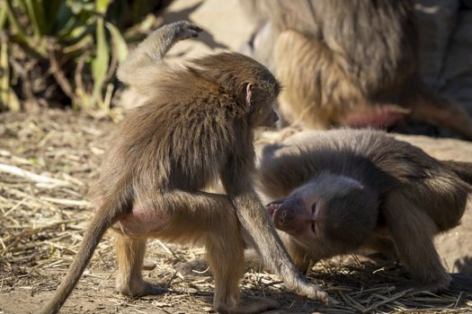 Two adolescent Hamadryas Baboons playfully fighting
