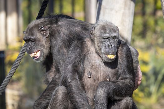 Two Chimpanzees resting in the sunshine while looking into the distance