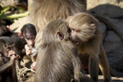 Two adolescent Hamadryas Baboons playfully fighting