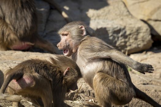 Two adolescent Hamadryas Baboons playfully fighting