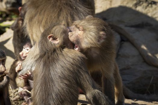 Two adolescent Hamadryas Baboons playfully fighting