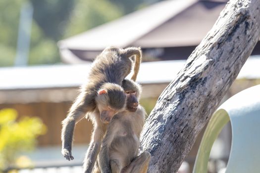 Two adolescent Hamadryas Baboons on a tree branch