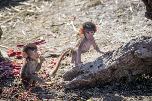 Two baby Hamadryas Baboons playing outside in the sunshine