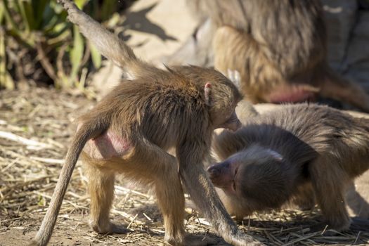 Two adolescent Hamadryas Baboons playfully fighting