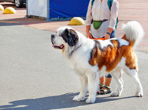 The St. Bernard is the ideal companion with a calm, empathetic and friendly character.