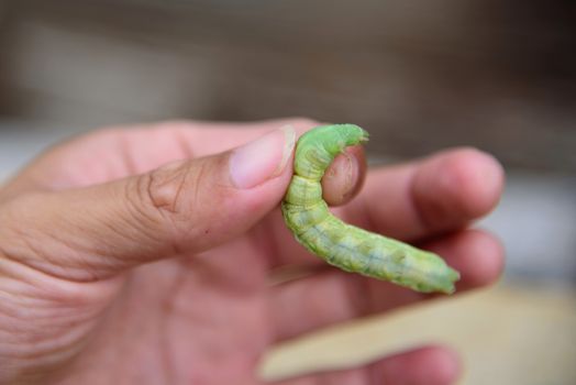 The man hold big Green worm in hand