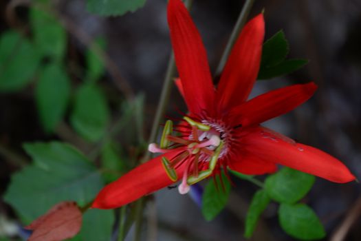 close up image of passiflora coccinea common names scarlet passion flower, red passion flower,dance flower) is a fast growing vine. home decorating vines